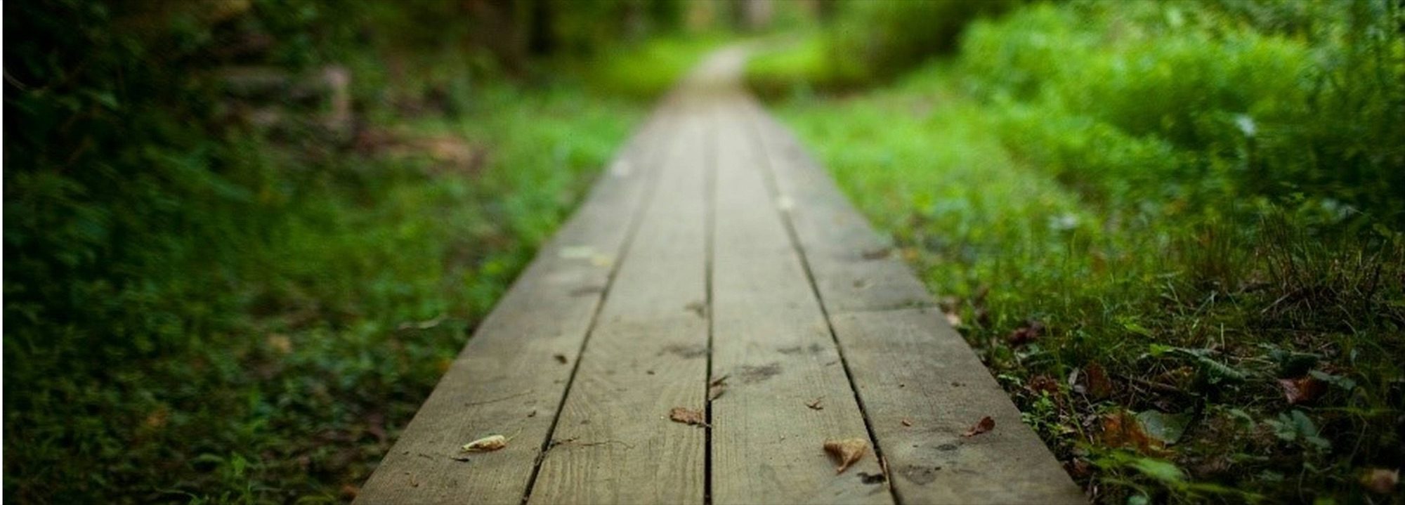Un chemin de planches de bois qui s’enfonce dans un sous-bois vert, en perspective.
